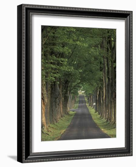 Tree-Lined Road, Louisville, Kentucky, USA-Adam Jones-Framed Photographic Print