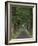 Tree-Lined Road, Louisville, Kentucky, USA-Adam Jones-Framed Photographic Print