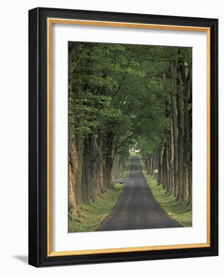 Tree-Lined Road, Louisville, Kentucky, USA-Adam Jones-Framed Photographic Print