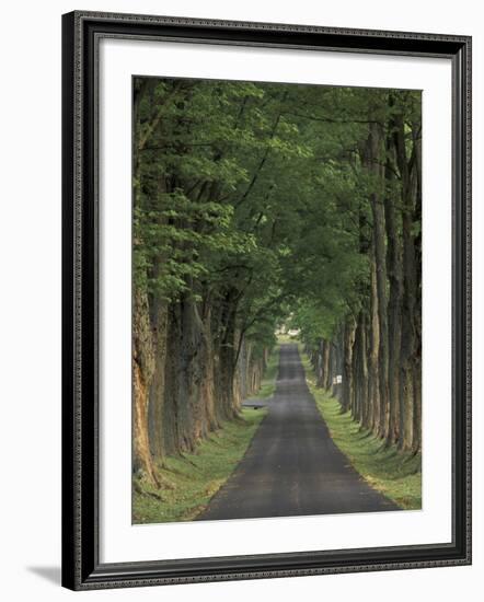 Tree-Lined Road, Louisville, Kentucky, USA-Adam Jones-Framed Photographic Print