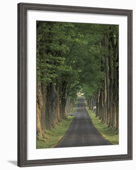 Tree-Lined Road, Louisville, Kentucky, USA-Adam Jones-Framed Photographic Print