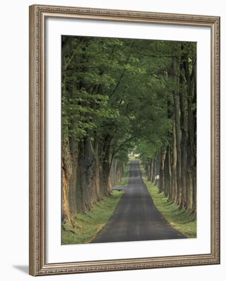 Tree-Lined Road, Louisville, Kentucky, USA-Adam Jones-Framed Photographic Print