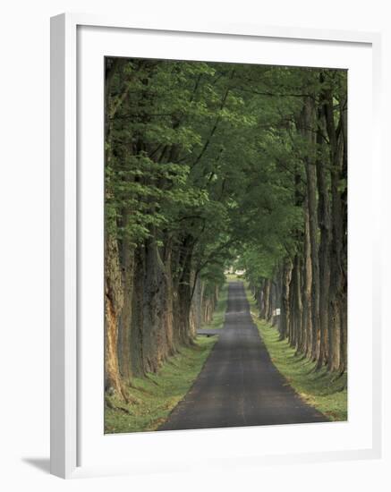 Tree-Lined Road, Louisville, Kentucky, USA-Adam Jones-Framed Photographic Print