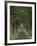 Tree-Lined Road, Louisville, Kentucky, USA-Adam Jones-Framed Photographic Print