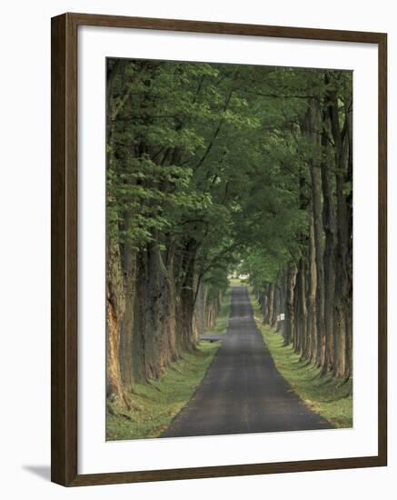 Tree-Lined Road, Louisville, Kentucky, USA-Adam Jones-Framed Photographic Print