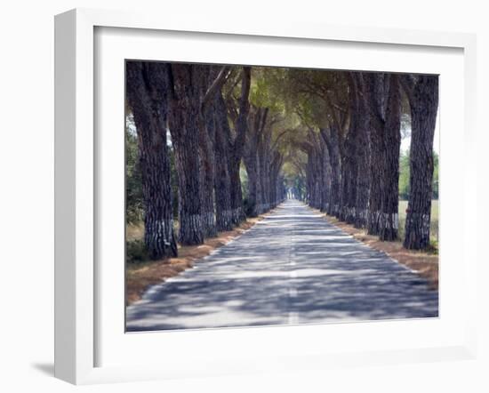 Tree-Lined Road, Maremma, Tuscany, Italy, Europe-Marco Cristofori-Framed Photographic Print