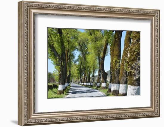 Tree lined road, Marvao, Portugal-Mauricio Abreu-Framed Photographic Print