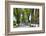 Tree lined road, Marvao, Portugal-Mauricio Abreu-Framed Photographic Print