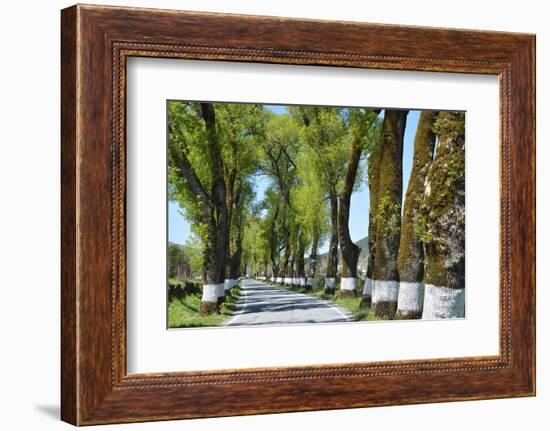 Tree lined road, Marvao, Portugal-Mauricio Abreu-Framed Photographic Print