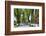 Tree lined road, Marvao, Portugal-Mauricio Abreu-Framed Photographic Print