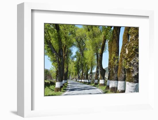 Tree lined road, Marvao, Portugal-Mauricio Abreu-Framed Photographic Print