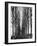 Tree Lined Road Near Delft, Holland-Alfred Eisenstaedt-Framed Photographic Print