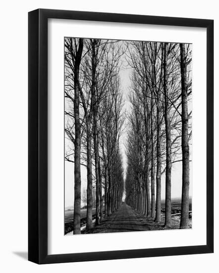 Tree Lined Road Near Delft, Holland-Alfred Eisenstaedt-Framed Photographic Print