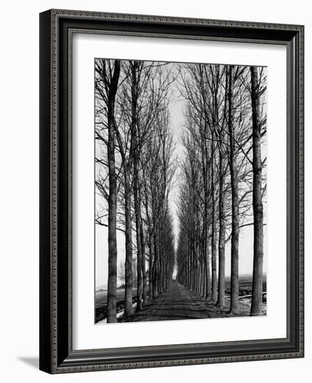 Tree Lined Road Near Delft, Holland-Alfred Eisenstaedt-Framed Photographic Print