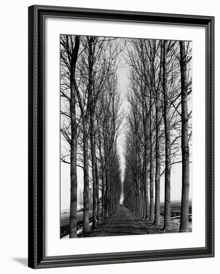 Tree Lined Road Near Delft, Holland-Alfred Eisenstaedt-Framed Photographic Print