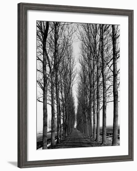 Tree Lined Road Near Delft, Holland-Alfred Eisenstaedt-Framed Photographic Print