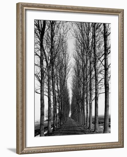 Tree Lined Road Near Delft, Holland-Alfred Eisenstaedt-Framed Photographic Print