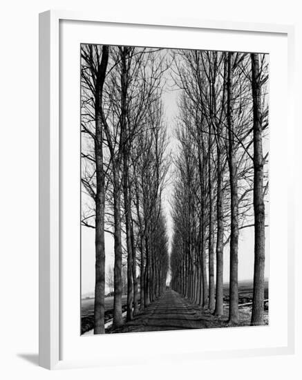 Tree Lined Road Near Delft, Holland-Alfred Eisenstaedt-Framed Photographic Print