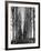 Tree Lined Road Near Delft, Holland-Alfred Eisenstaedt-Framed Photographic Print