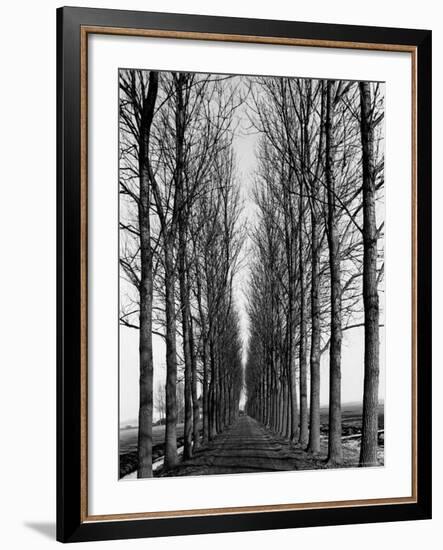 Tree Lined Road Near Delft, Holland-Alfred Eisenstaedt-Framed Photographic Print