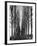 Tree Lined Road Near Delft, Holland-Alfred Eisenstaedt-Framed Photographic Print