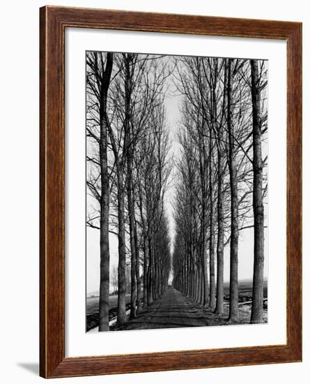 Tree Lined Road Near Delft, Holland-Alfred Eisenstaedt-Framed Photographic Print