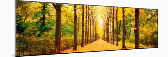 Tree-Lined Road Schwetzingen Germany-null-Mounted Photographic Print