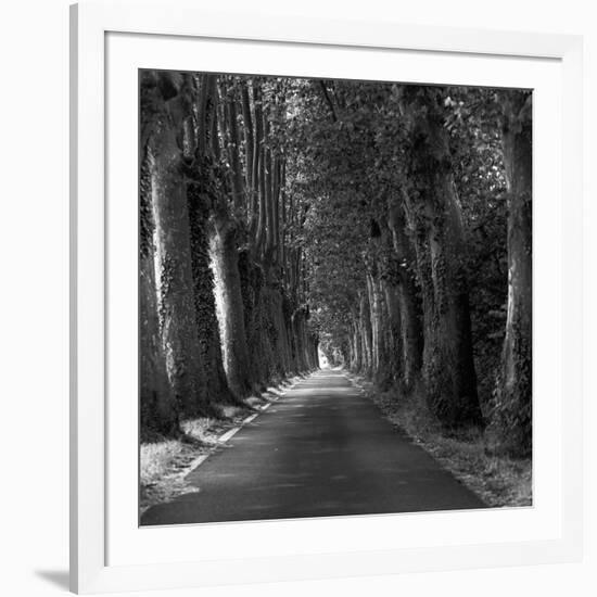 Tree-lined Road-Wink Gaines-Framed Giclee Print