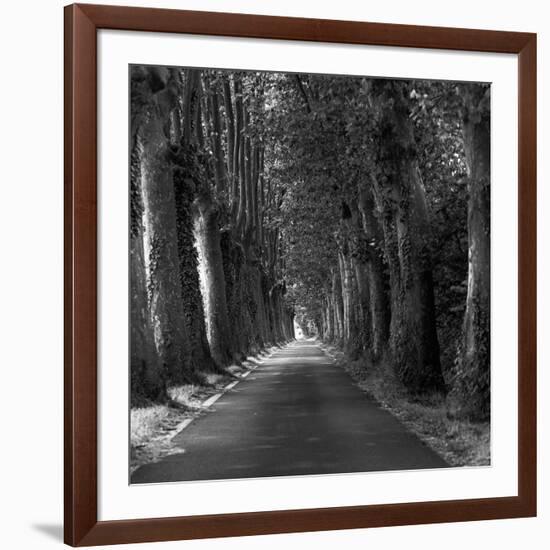 Tree-lined Road-Wink Gaines-Framed Giclee Print