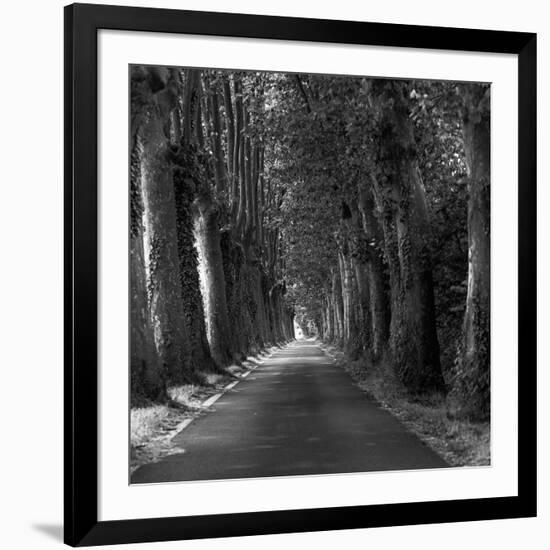 Tree-lined Road-Wink Gaines-Framed Giclee Print