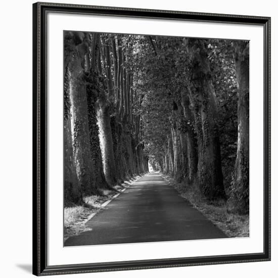 Tree-lined Road-Wink Gaines-Framed Giclee Print