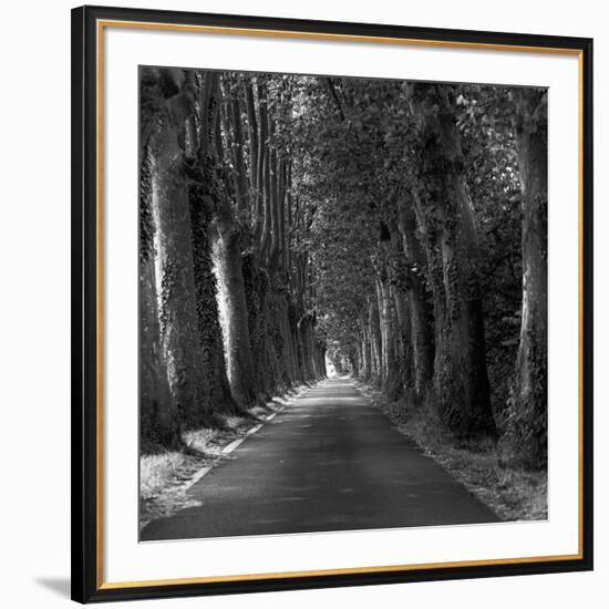 Tree-lined Road-Wink Gaines-Framed Giclee Print