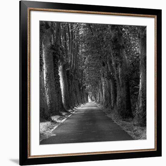 Tree-lined Road-Wink Gaines-Framed Giclee Print