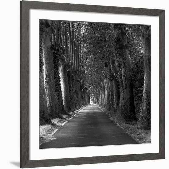 Tree-lined Road-Wink Gaines-Framed Giclee Print