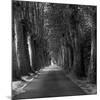 Tree-lined Road-Wink Gaines-Mounted Giclee Print