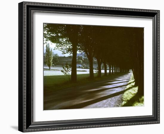 Tree Lined Roadway Somewhere in Provence-Gjon Mili-Framed Photographic Print