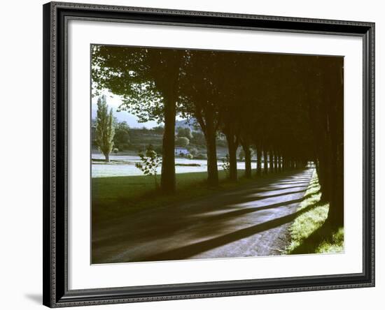 Tree Lined Roadway Somewhere in Provence-Gjon Mili-Framed Photographic Print