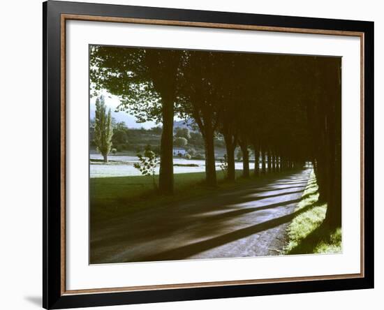 Tree Lined Roadway Somewhere in Provence-Gjon Mili-Framed Photographic Print