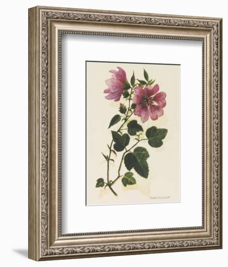 Tree Mallow-John Miller-Framed Premium Giclee Print