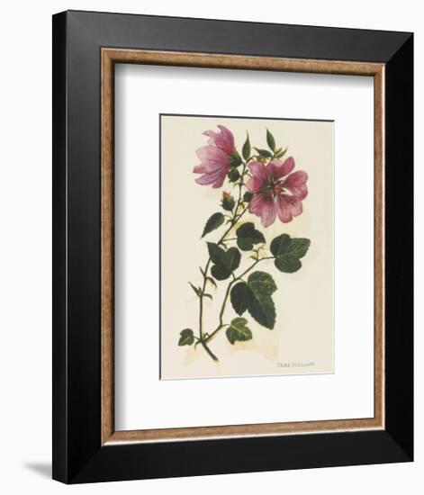 Tree Mallow-John Miller-Framed Premium Giclee Print