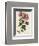 Tree Mallow-John Miller-Framed Premium Giclee Print