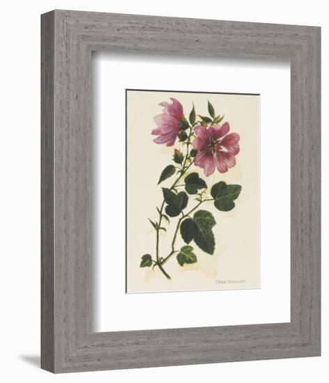 Tree Mallow-John Miller-Framed Premium Giclee Print