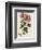 Tree Mallow-John Miller-Framed Premium Giclee Print