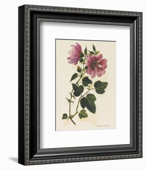 Tree Mallow-John Miller-Framed Premium Giclee Print