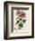 Tree Mallow-John Miller-Framed Premium Giclee Print