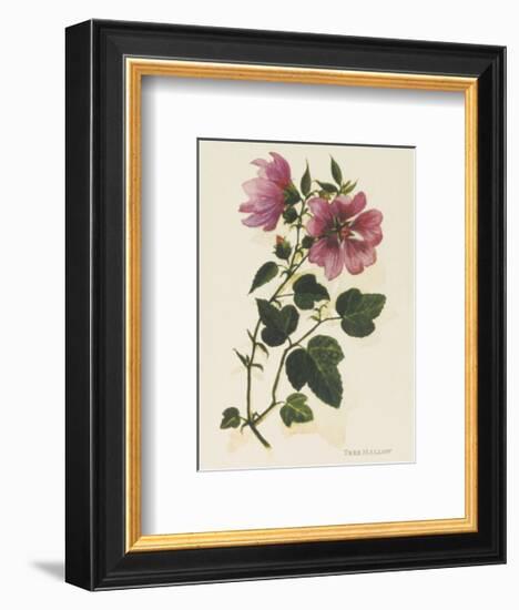 Tree Mallow-John Miller-Framed Premium Giclee Print