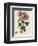 Tree Mallow-John Miller-Framed Premium Giclee Print