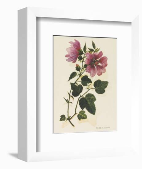 Tree Mallow-John Miller-Framed Premium Giclee Print