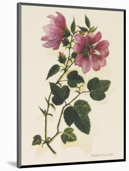 Tree Mallow-John Miller-Mounted Premium Giclee Print