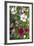 Tree Mallow-DLILLC-Framed Photographic Print